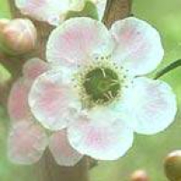 Peach-Flowered Tea Tree