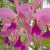 Orquídea Catleya Labiata