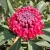 Pink Sherbet Leucospermum