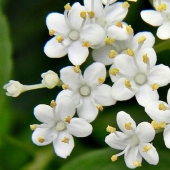 Flor de Sabugueiro