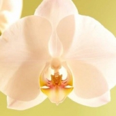 + info: Orquídea Borboleta
