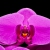 Orquídea Luz Púrpura