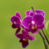 Orquídea Luz Púrpura