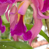 Cattleya Labiata
