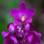 + info: Orquídea Cheiro de Uva