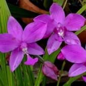 Orquídea Cheiro de Uva