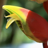 Heliconia Papagaio