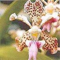 Fun Orchid