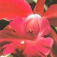 Heart Orchid