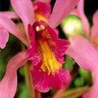 Higher Self Orchid