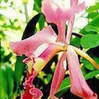 Horn of Plenty Orchid