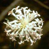 Slender Rice Flower
