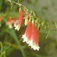 Bush Fuchsia