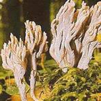 Gray Coral Fungus
