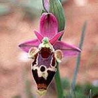 Ophrys Scolopax