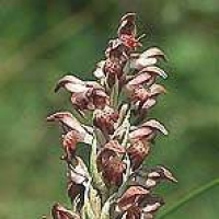 Orchis Fragans