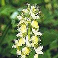 Orchis Pallens