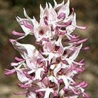 Orchis Simia