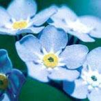Forget me Not