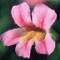Pink Monkey Flower