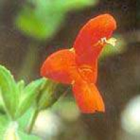 Scarlet Monkeyflower