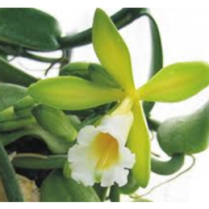 O segredo das orquídeas