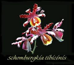 Schomburgkia tibicinis