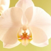 Orquídea Borboleta