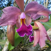 Orquídea Catleya Labiata