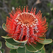 Scarlet Banksia