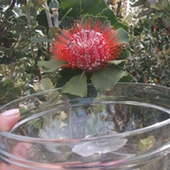Scarlet Banksia